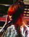 Musical Express TVE 1981 Photo - Maggie Reilly (0) Comentarios