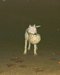A mi perrita le encanta jugar al futbol (14) Comentarios